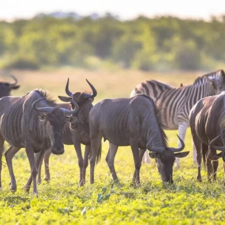 Serengeti Wildebeest Migration Explained