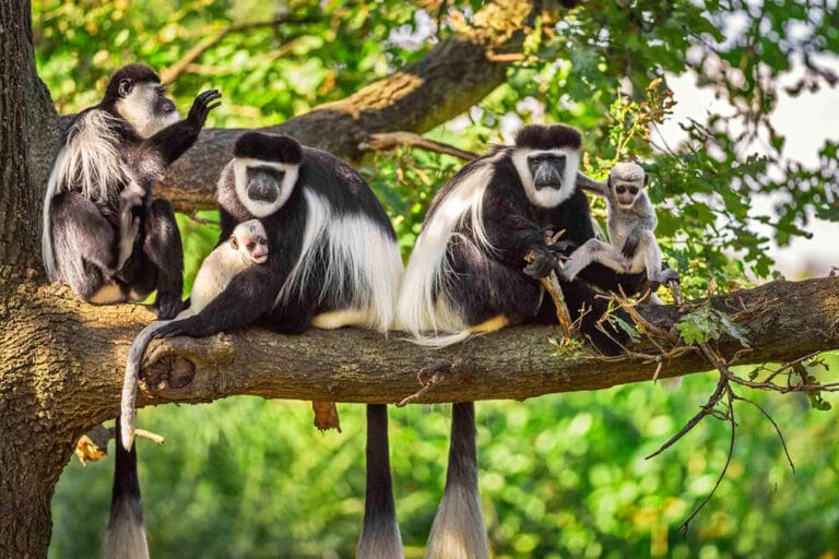 Tanzania vs Kenya Wildlife Comparison