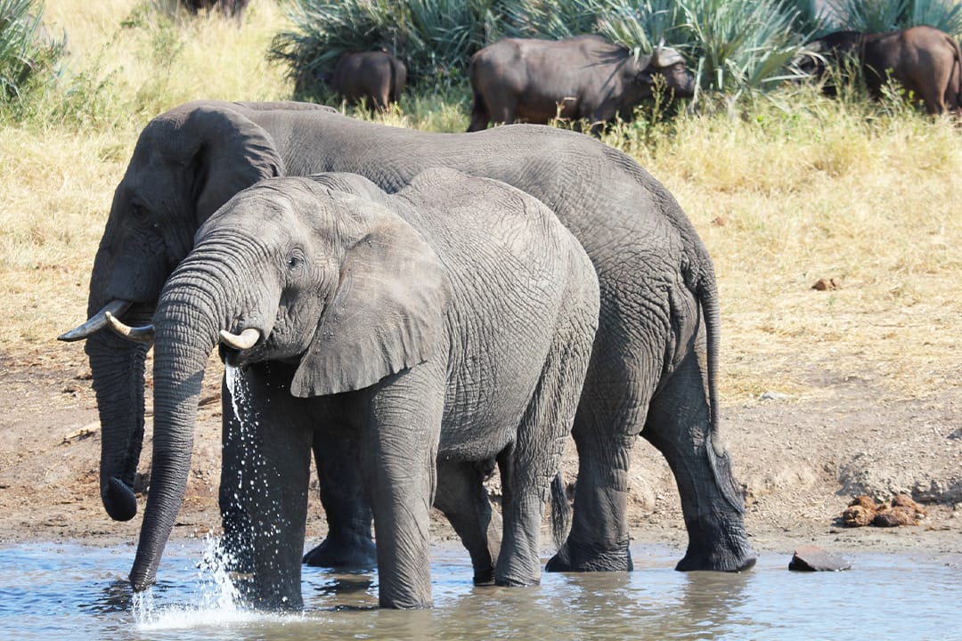 safari big 5 tanzania africa