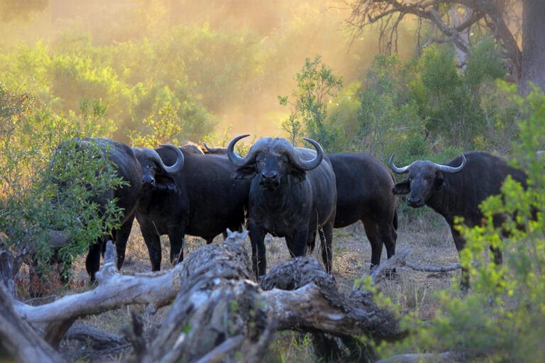 Tanzania vs Kenya Wildlife Comparison