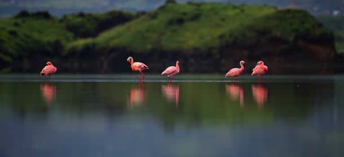 flamingos