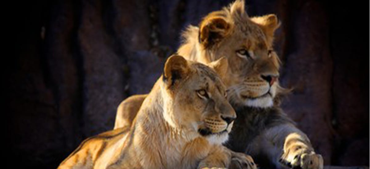 safari big 5 tanzania africa