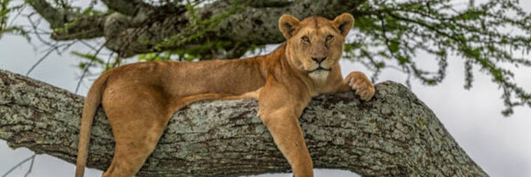 Best Luxury Safari Lodges in Tanzania