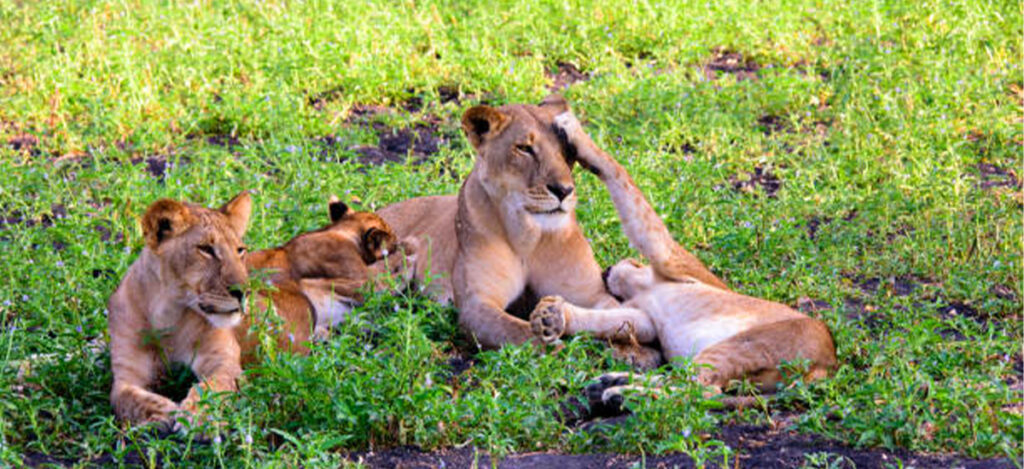 Top Safari Destinations in Tanzania