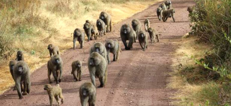 Tanzania Safari Seasons and Weather