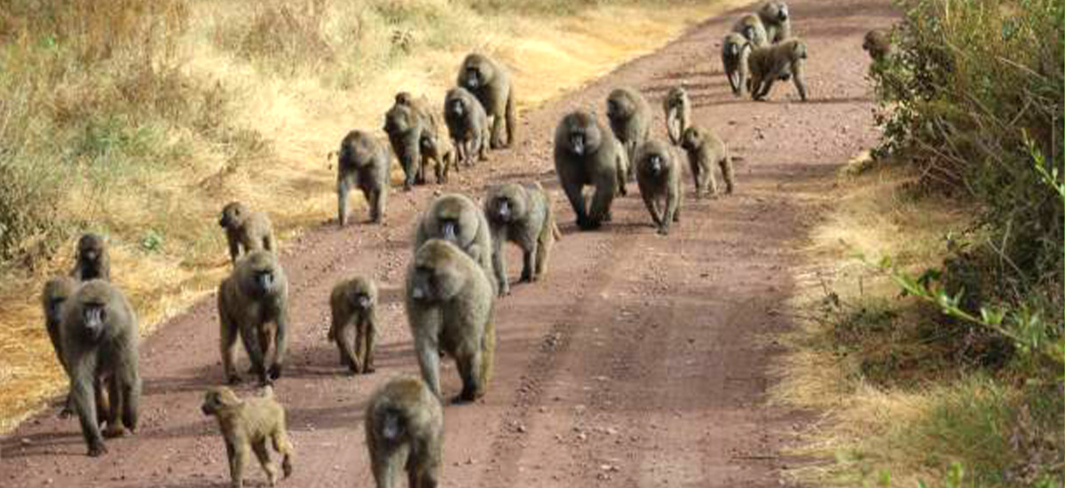 monke