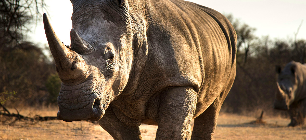 rhino