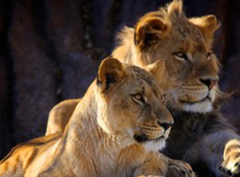 Top Safari Destinations in Tanzania