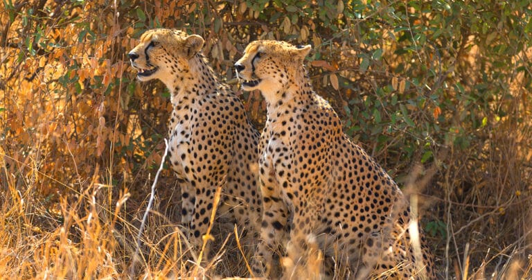 What Animals to See in Tanzania