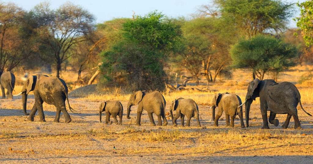 Big 5 safari in Tanzania
