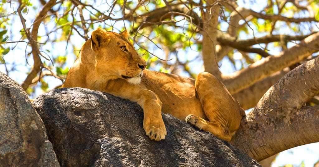 What Animals to See in Tanzania