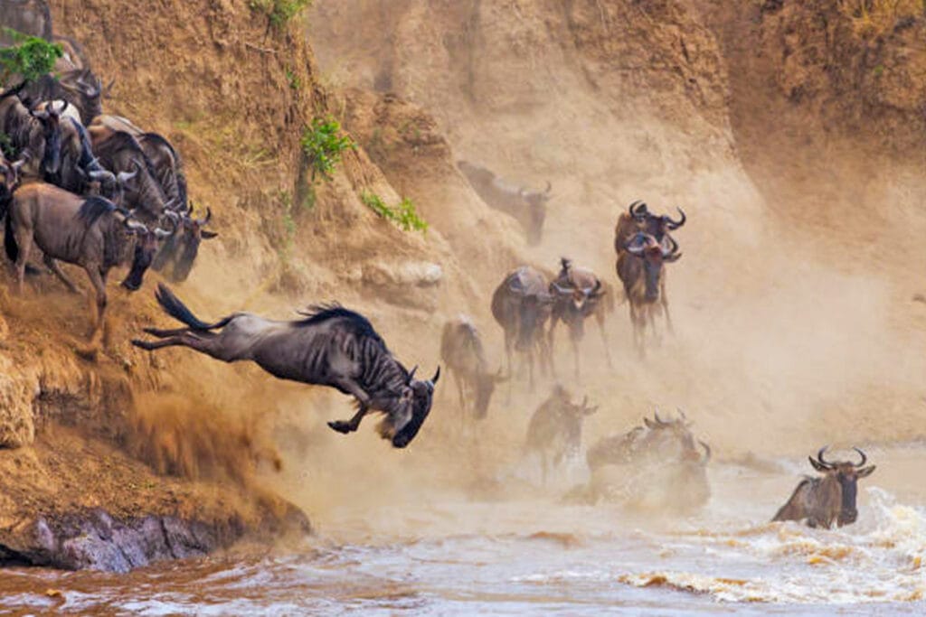 3 Days Great Migration Safari