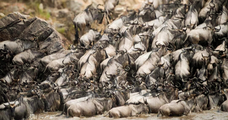 Serengeti Wildebeest Migration Explained