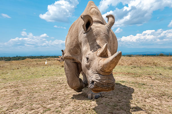 safari big 5 tanzania africa