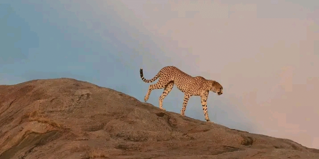 5 Days Camping Safari