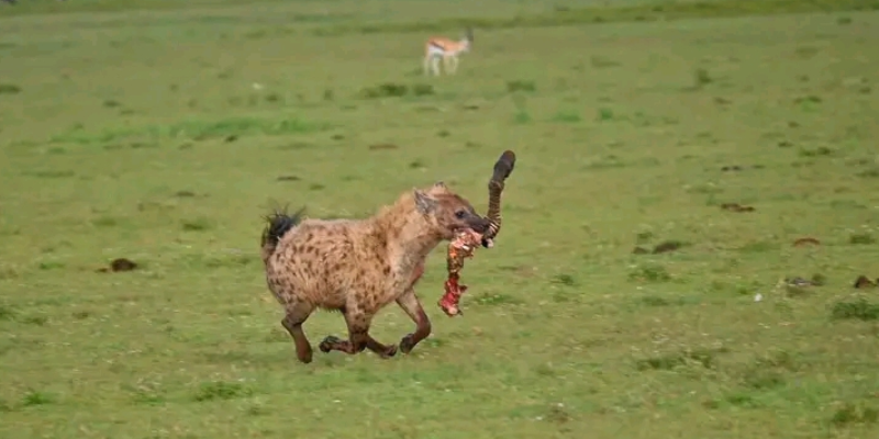 Tanzania Safaris experience