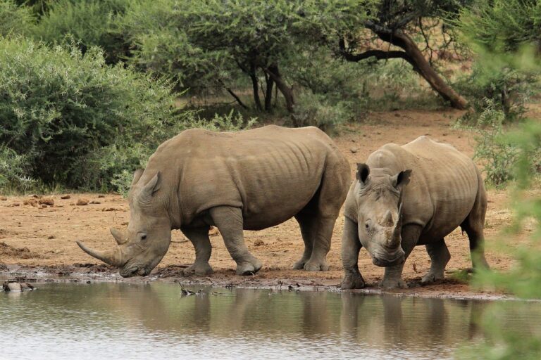 Places to See the Big Five in Tanzania