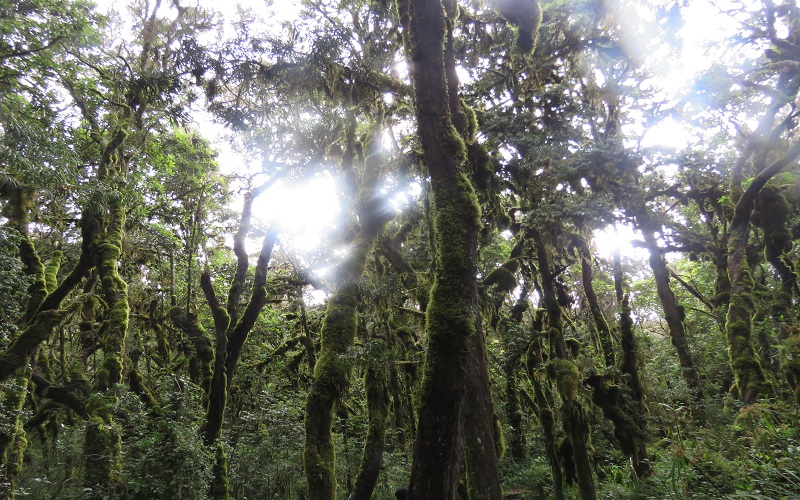 12-interesting-kilimanjaro-facts