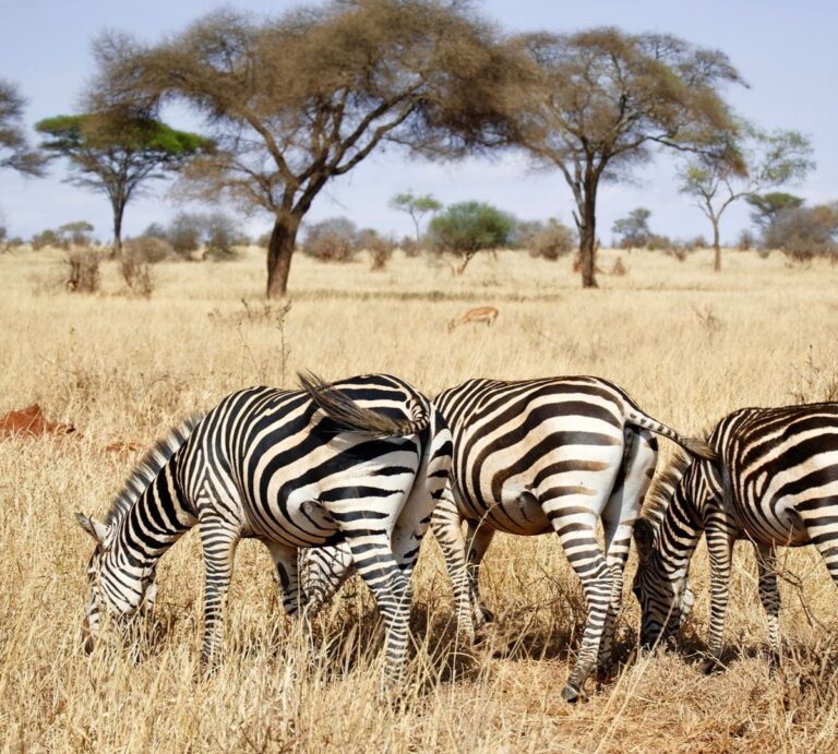 Best Safari Routes for First Timers
