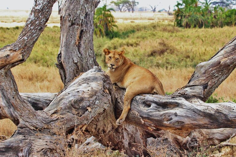 Top Things to Do in Serengeti National Park