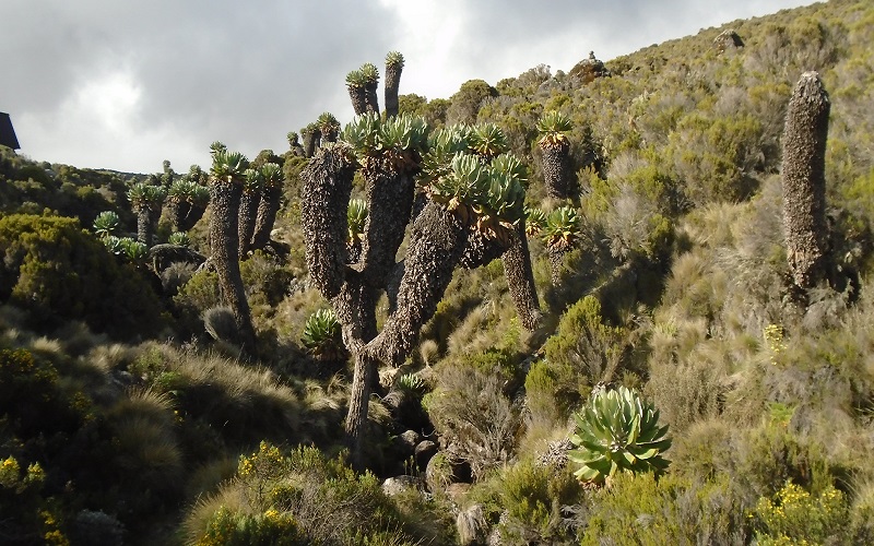 Best Mountain Climbing Routes in Tanzania