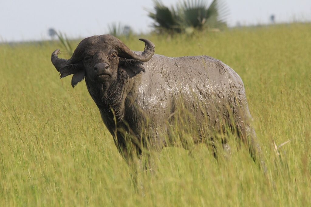 Places to See the Big Five in Tanzania