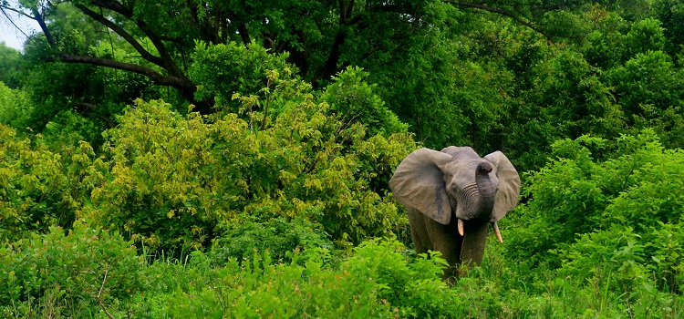 Tanzania Safari Seasons and Weather