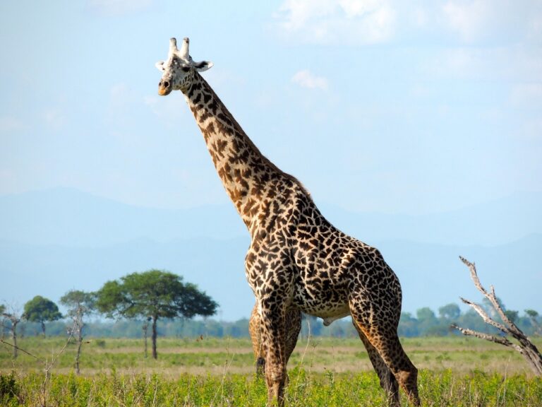 Best National Parks for Safari in Tanzania