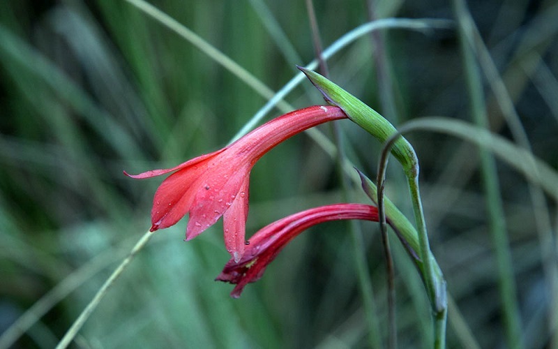 Kilimanjaro Climbing Guide