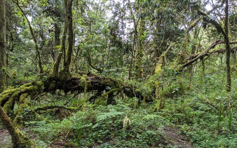 Top Hiking Trails in Tanzania