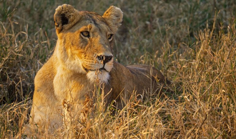 Top Things to Do in Tarangire National Park