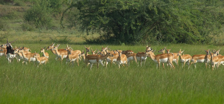 Serengeti Wildebeest Migration Explained