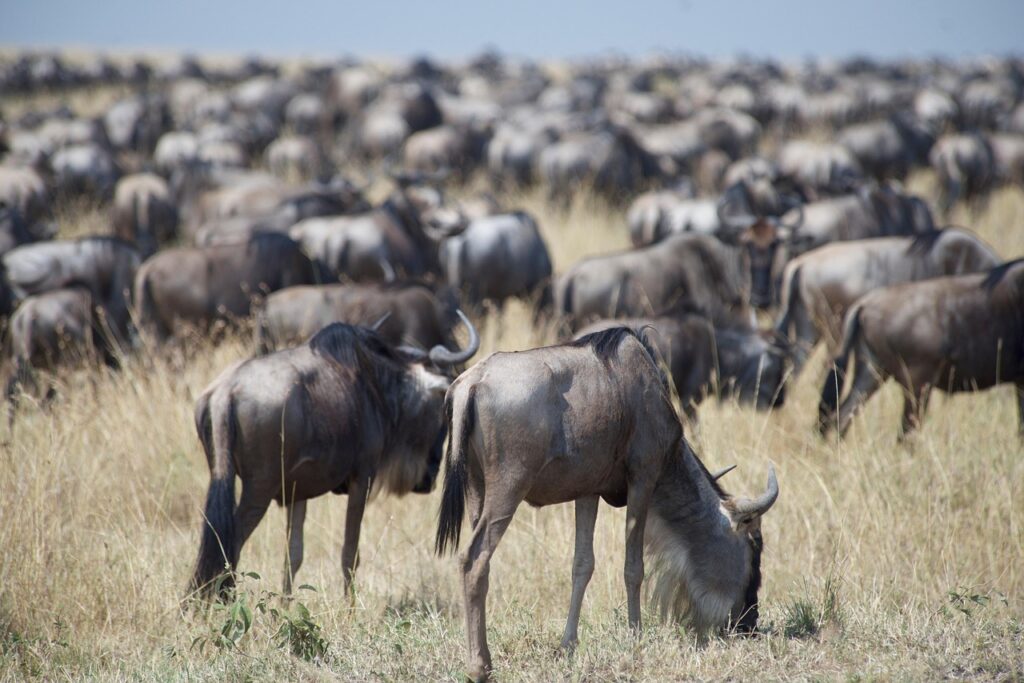 Top Things to Do in Serengeti National Park